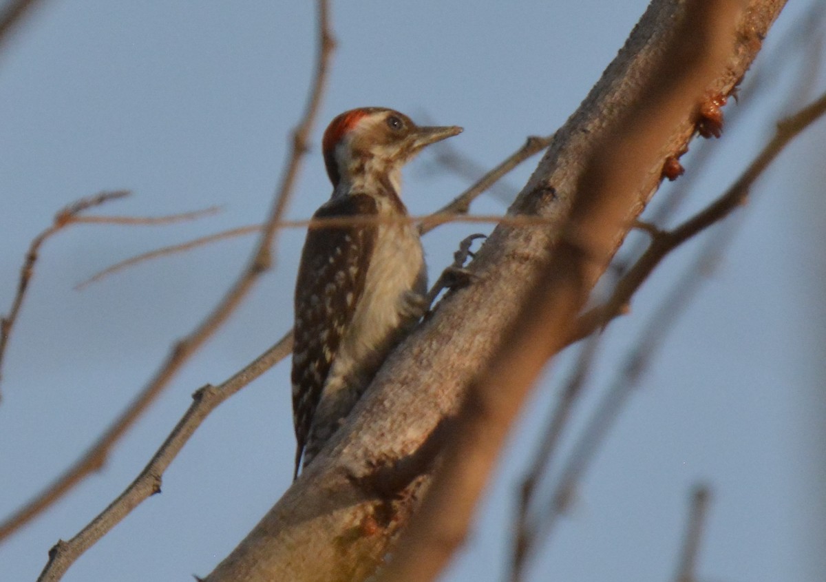 Brown-backed Woodpecker - ML212020551