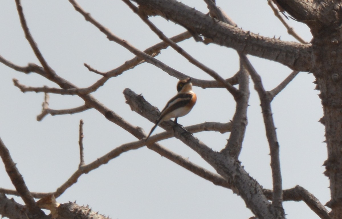 Senegal Batis - ML212020591