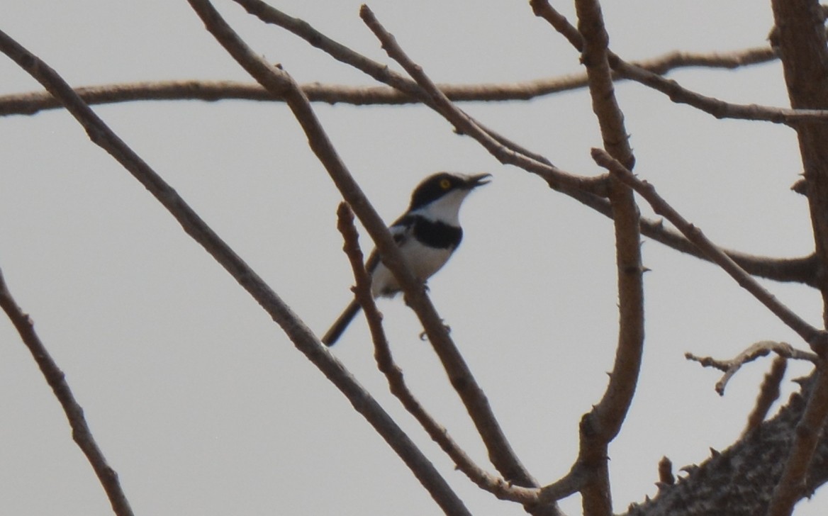 Senegal Batis - ML212020601
