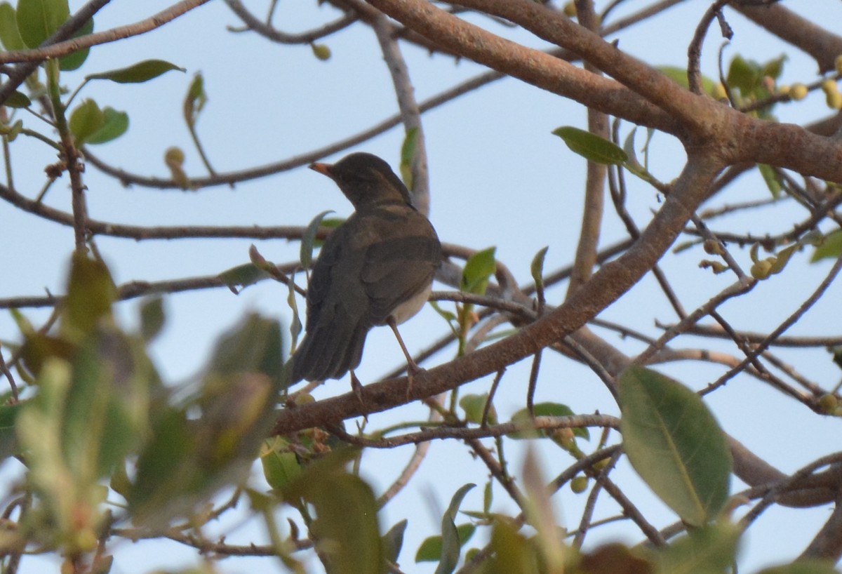 African Thrush - ML212020751