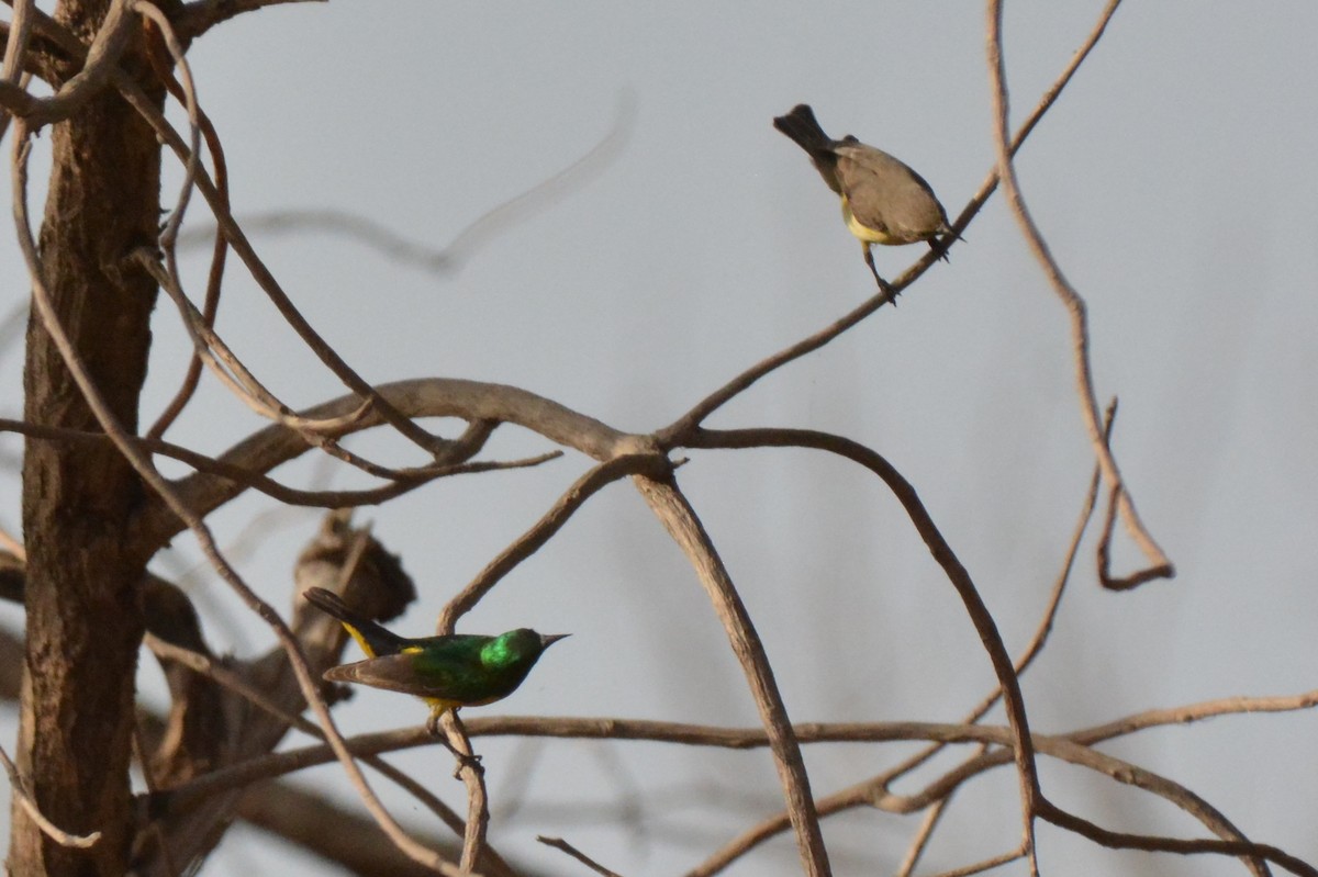 Collared Sunbird - ML212020811