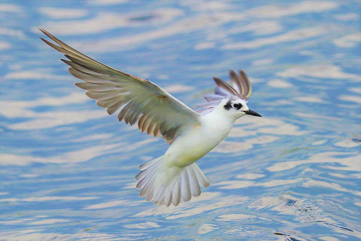 White-winged Tern - ML212020861