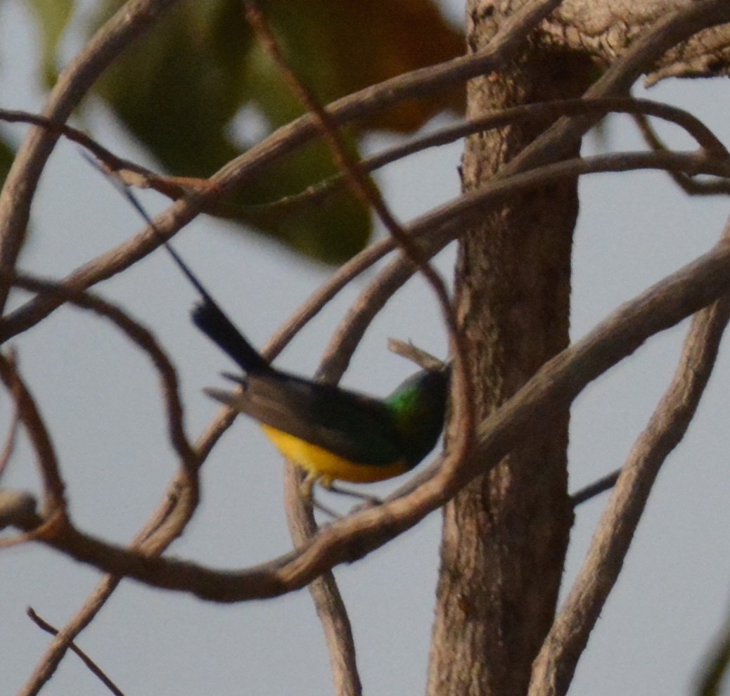 Pygmy Sunbird - ML212020871