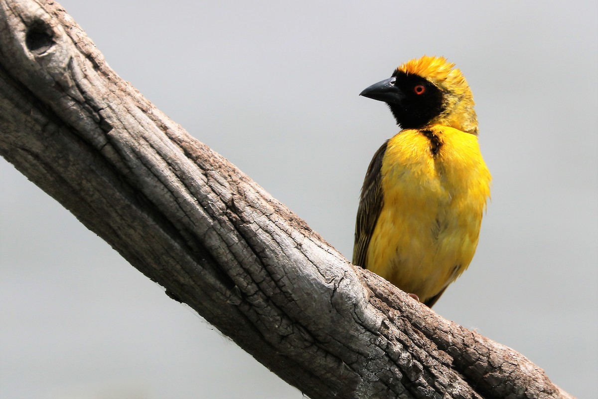 Southern Masked-Weaver - ML212020891