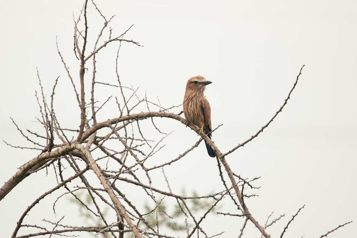 Rufous-crowned Roller - Frédéric Bacuez