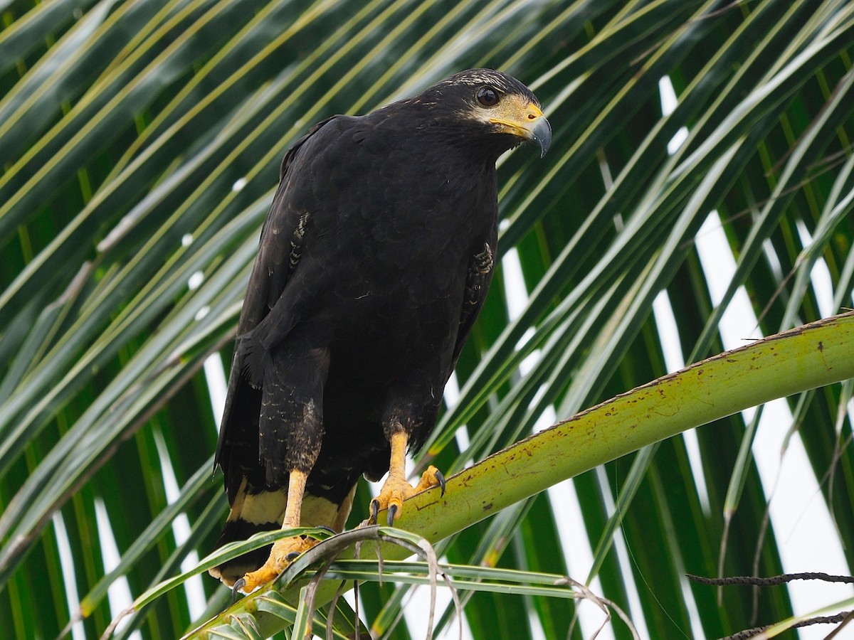 Common Black Hawk - ML212021441