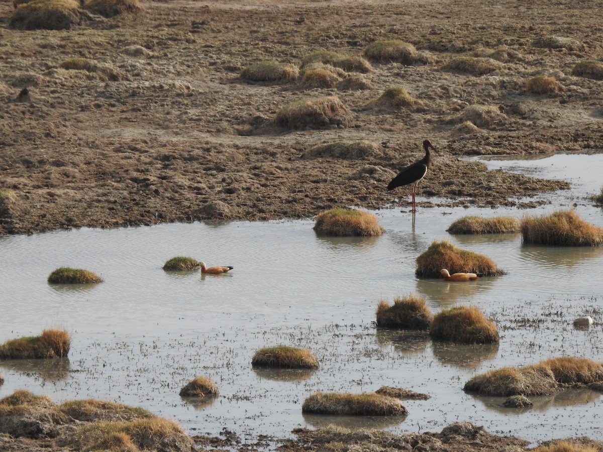 Black Stork - ML212021551