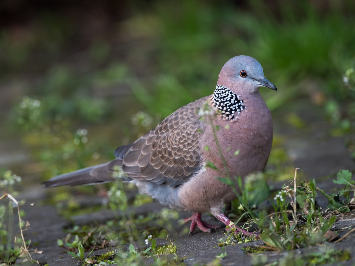 Spotted Dove - Kai Pflug