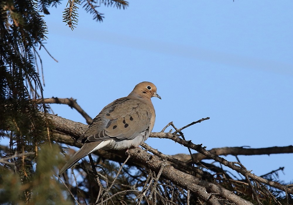 Mourning Dove - Josée Rousseau