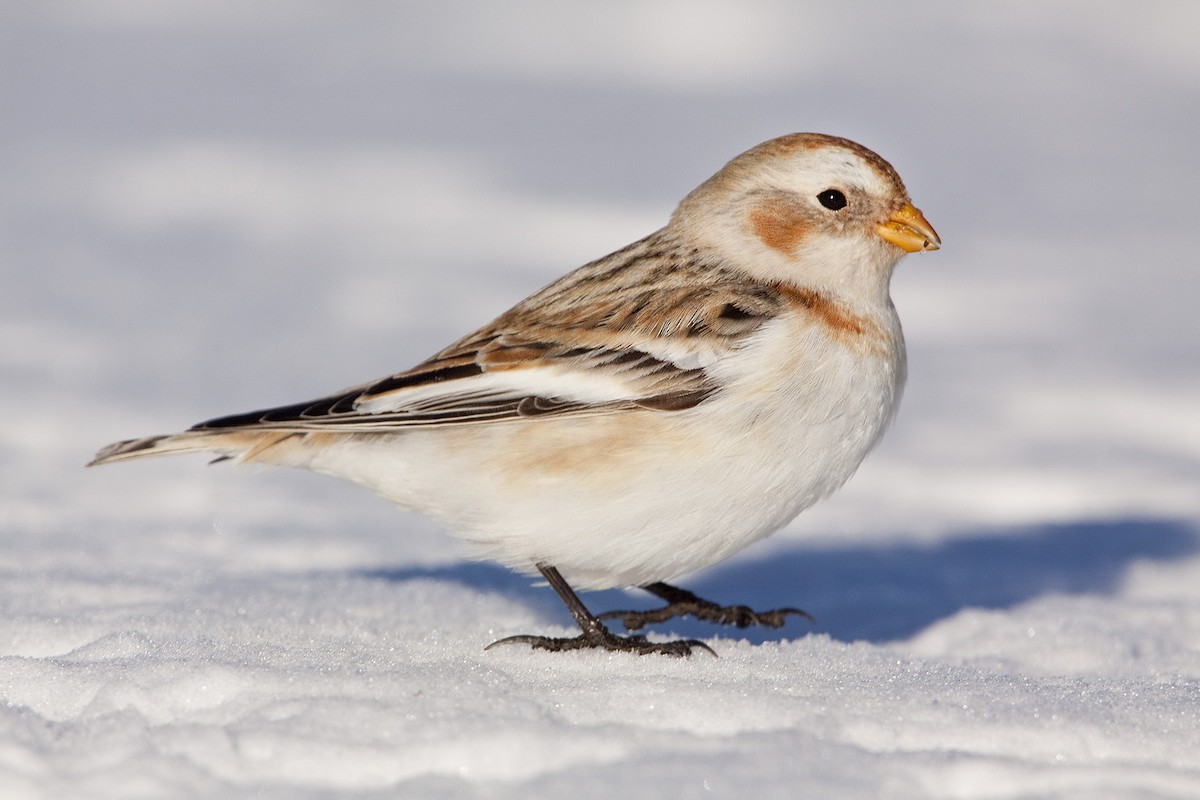 Snow Bunting - Bob MacDonnell