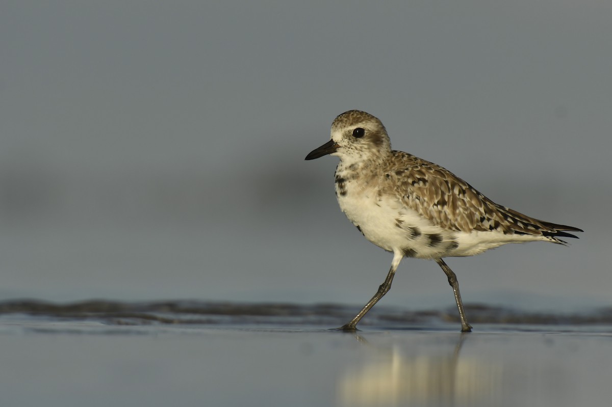 Black-bellied Plover - ML212030031