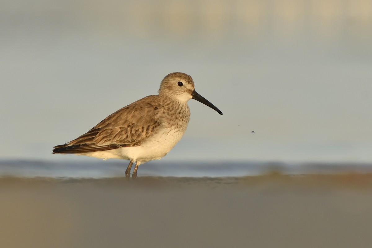 Dunlin - ML212030111