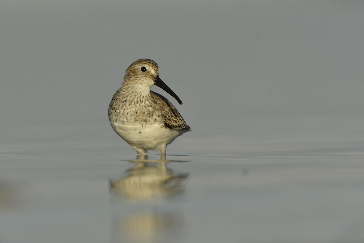 Dunlin - Jonathan Irons