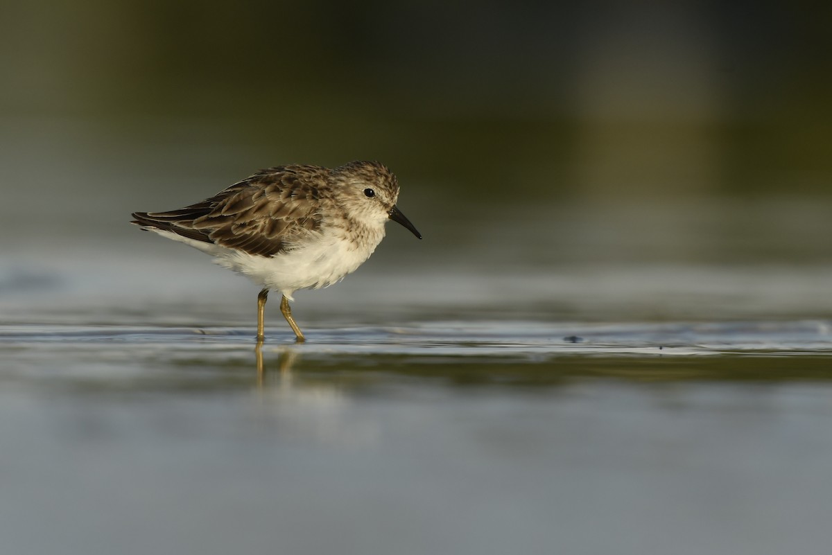 Least Sandpiper - ML212030191