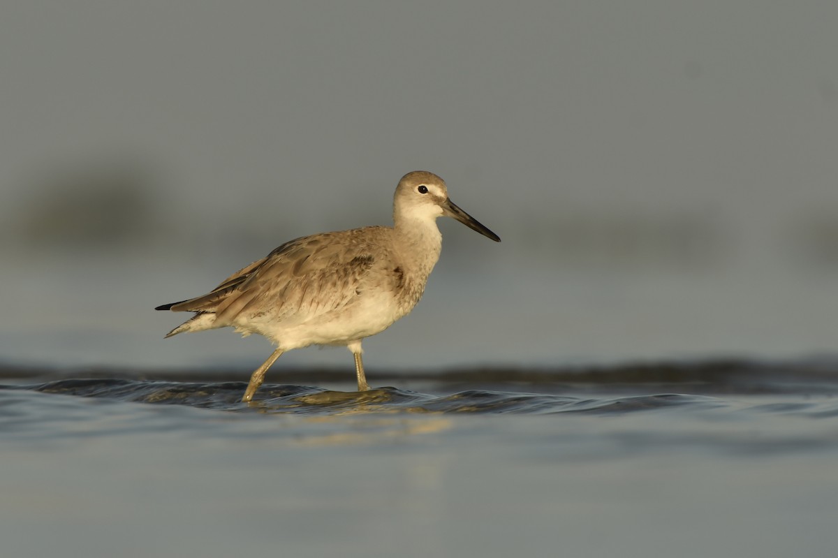 Playero Aliblanco (inornata) - ML212030221