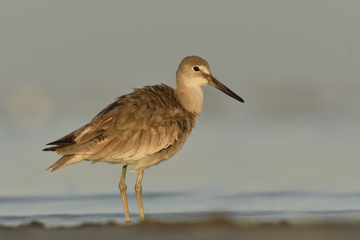 Playero Aliblanco (inornata) - ML212030231