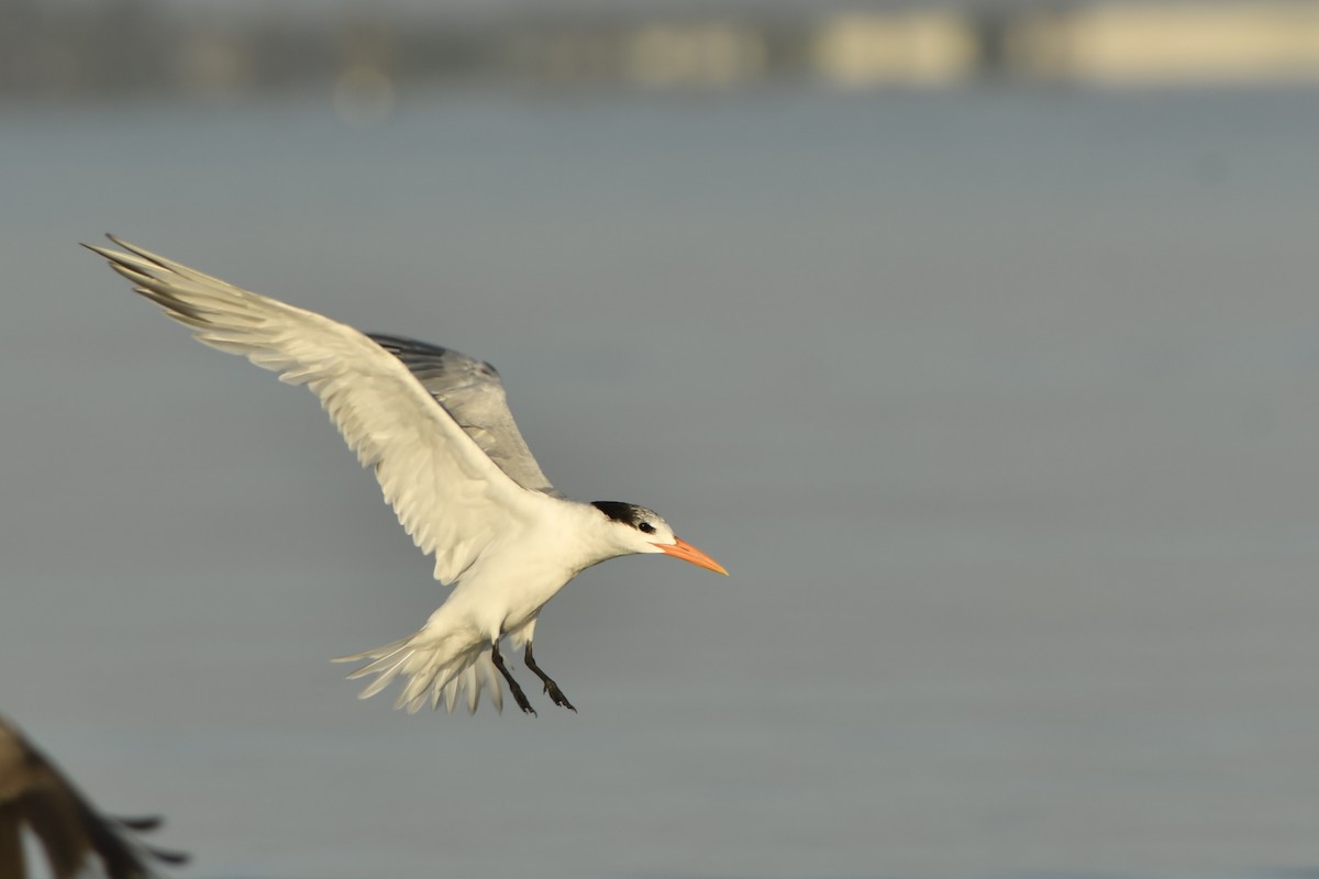 Royal Tern - ML212030381