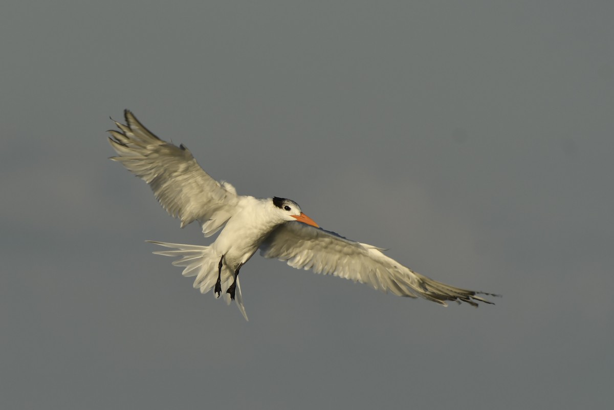 Royal Tern - ML212030391