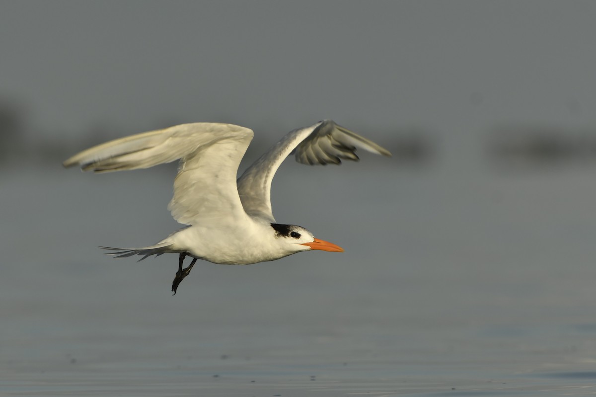 Royal Tern - ML212030401