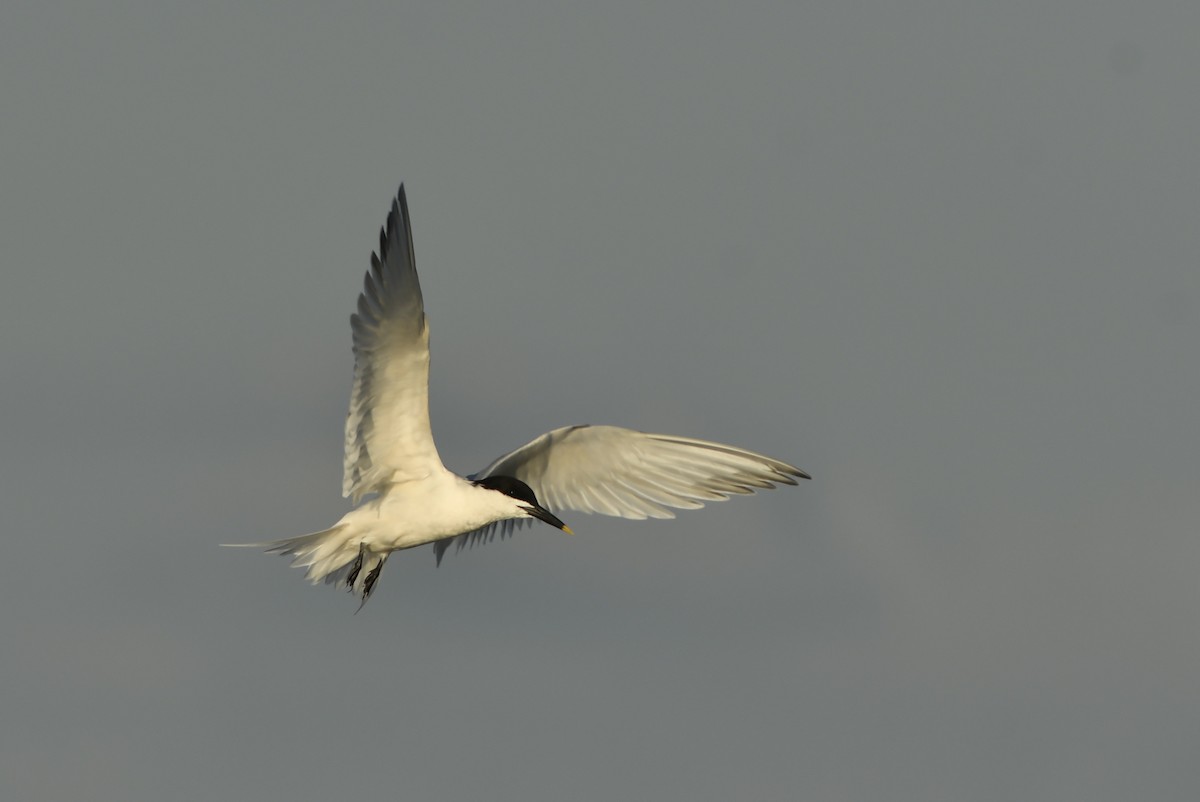 Sandwich Tern - ML212030471