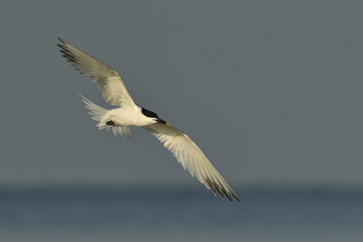 Sandwich Tern - ML212030491