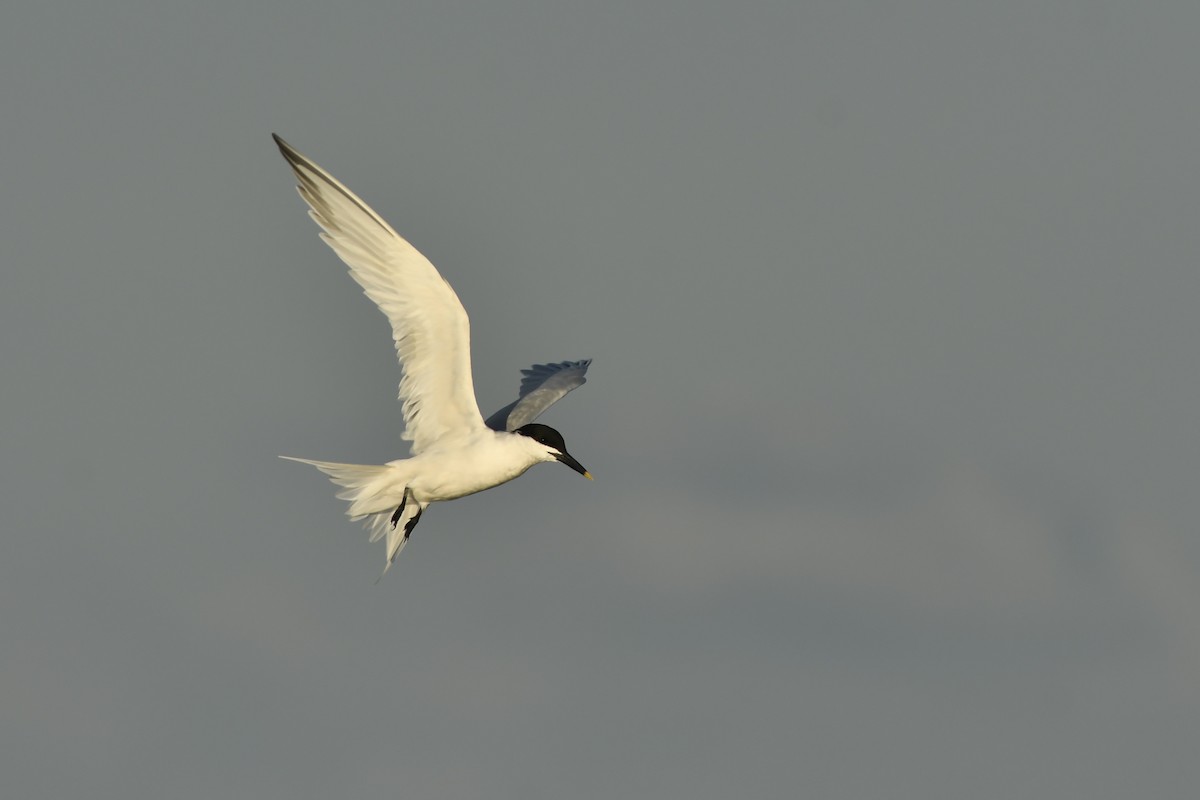 Sandwich Tern - ML212030511