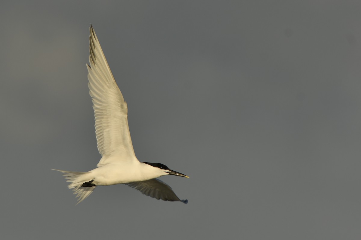 Sandwich Tern - ML212030571