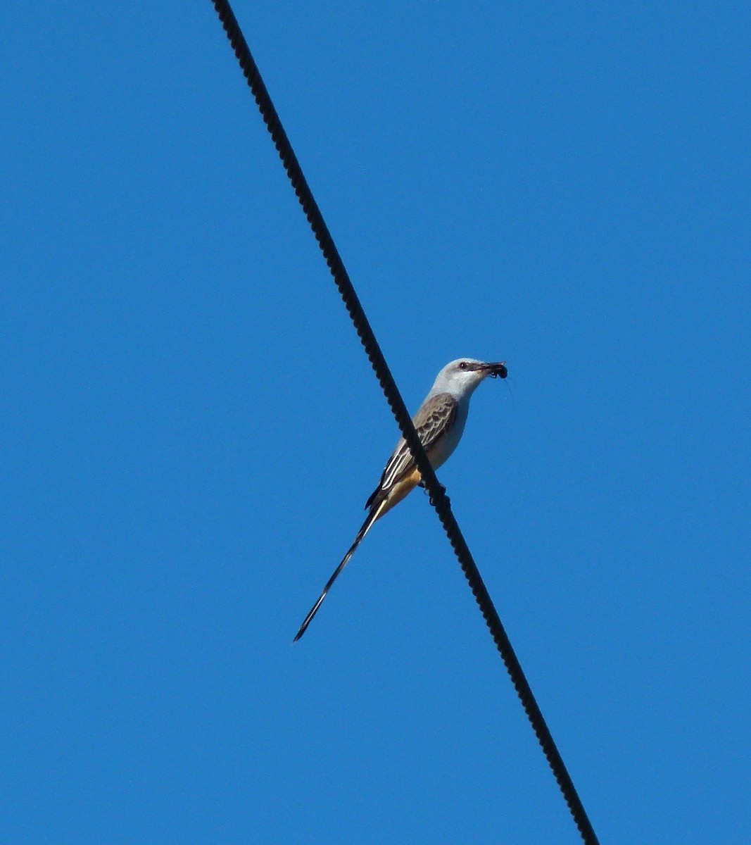 Scissor-tailed Flycatcher - Douglas Richard