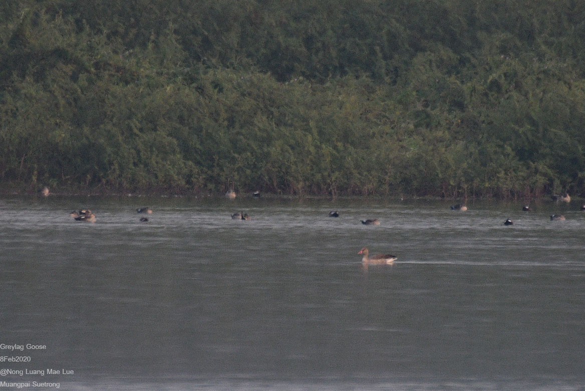 Graylag Goose - Muangpai Suetrong