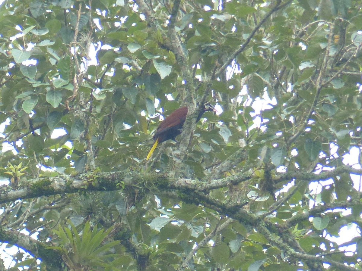 Montezuma Oropendola - ML21203191