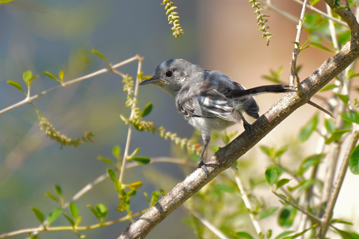 Masked Gnatcatcher - ML212032611