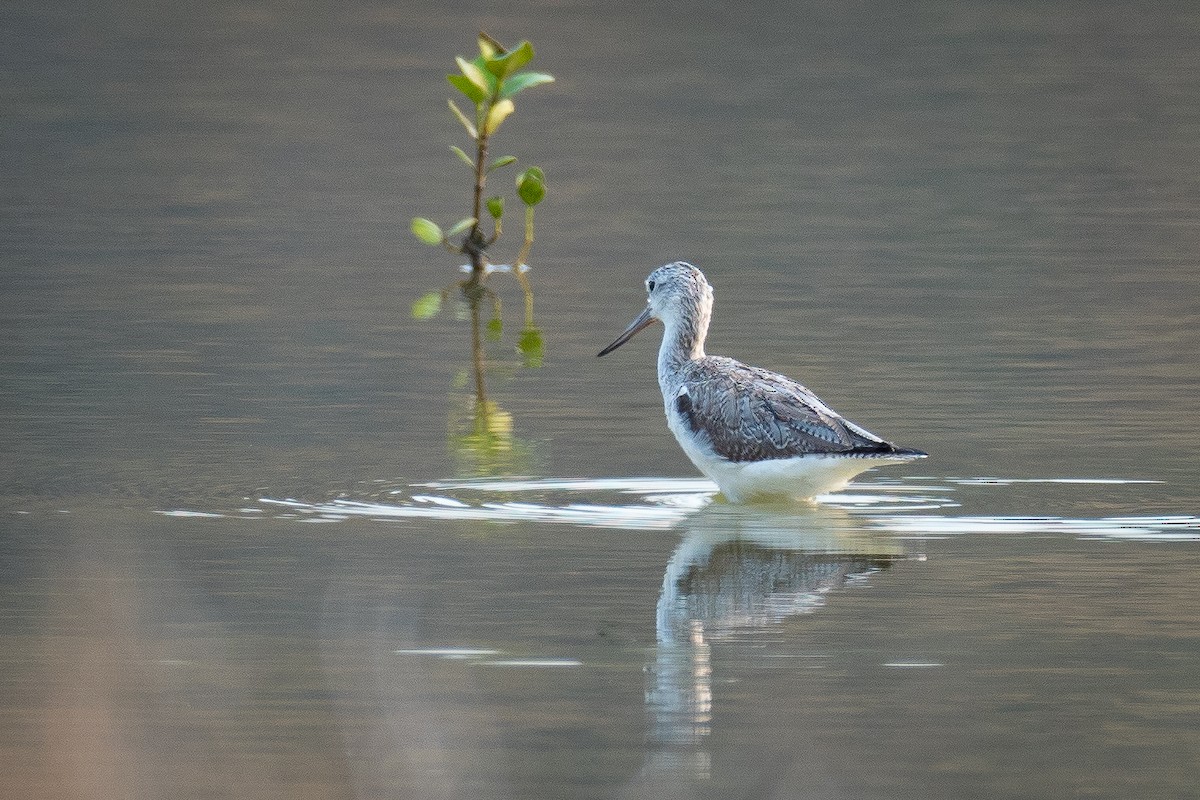 Common Greenshank - ML212033251