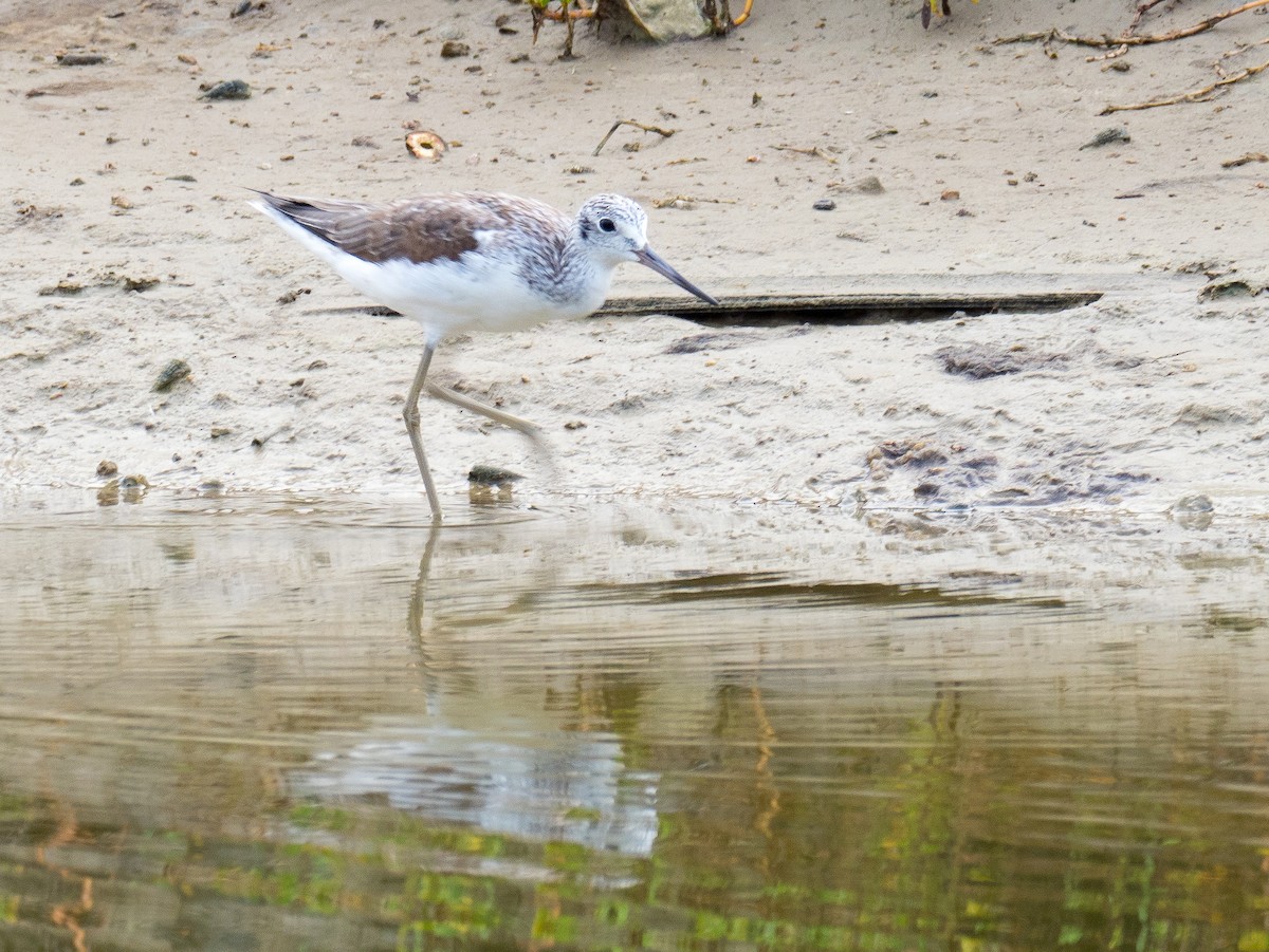 Common Greenshank - ML212034001