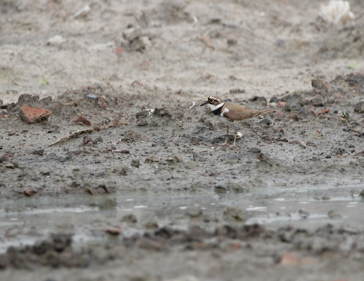 Little Ringed Plover - ML212036171