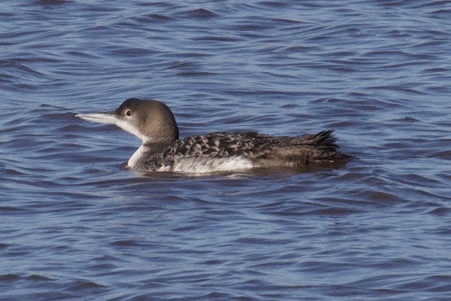 Common Loon - Andrew Bell