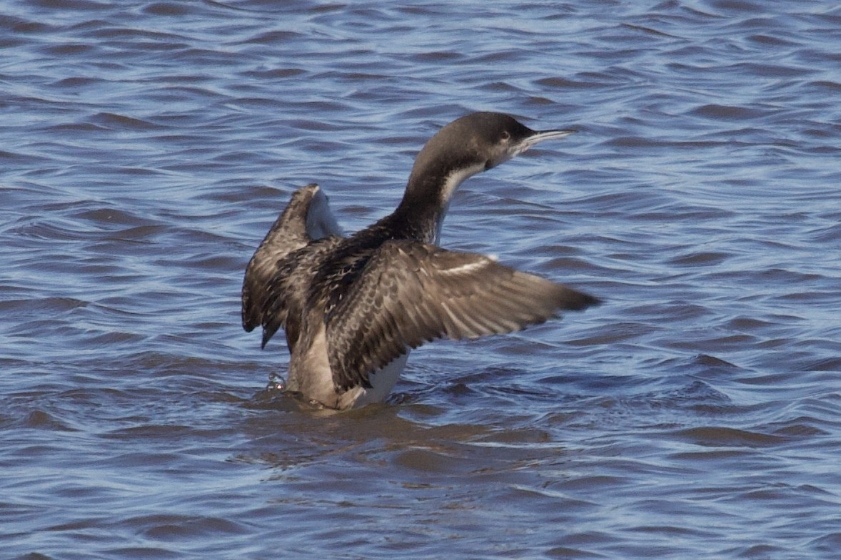 Pacific Loon - ML212037121