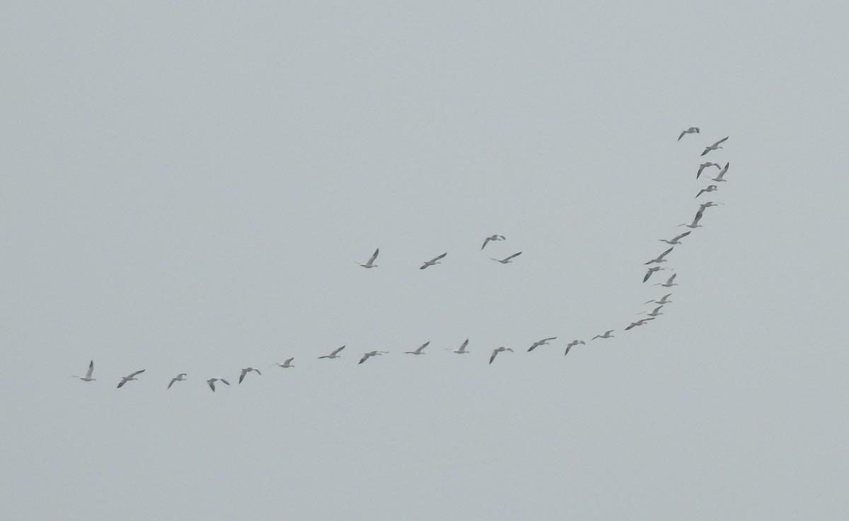 Snow Goose - ML212039801