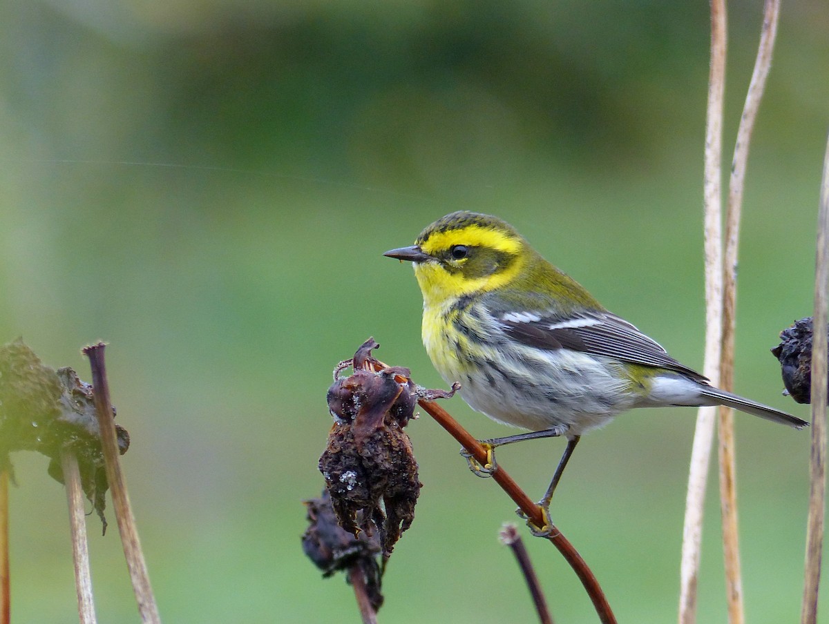 Townsend's Warbler - Rob Fowler