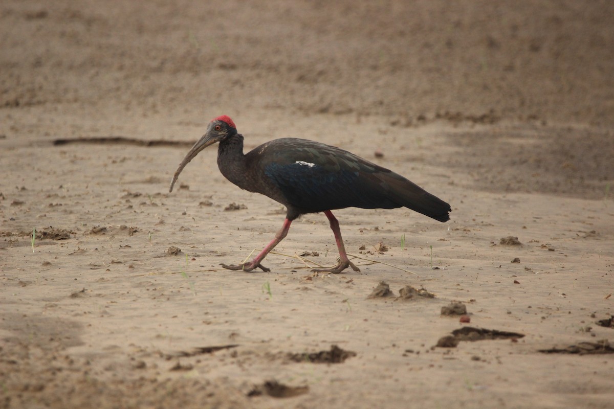 Red-naped Ibis - ML212041231