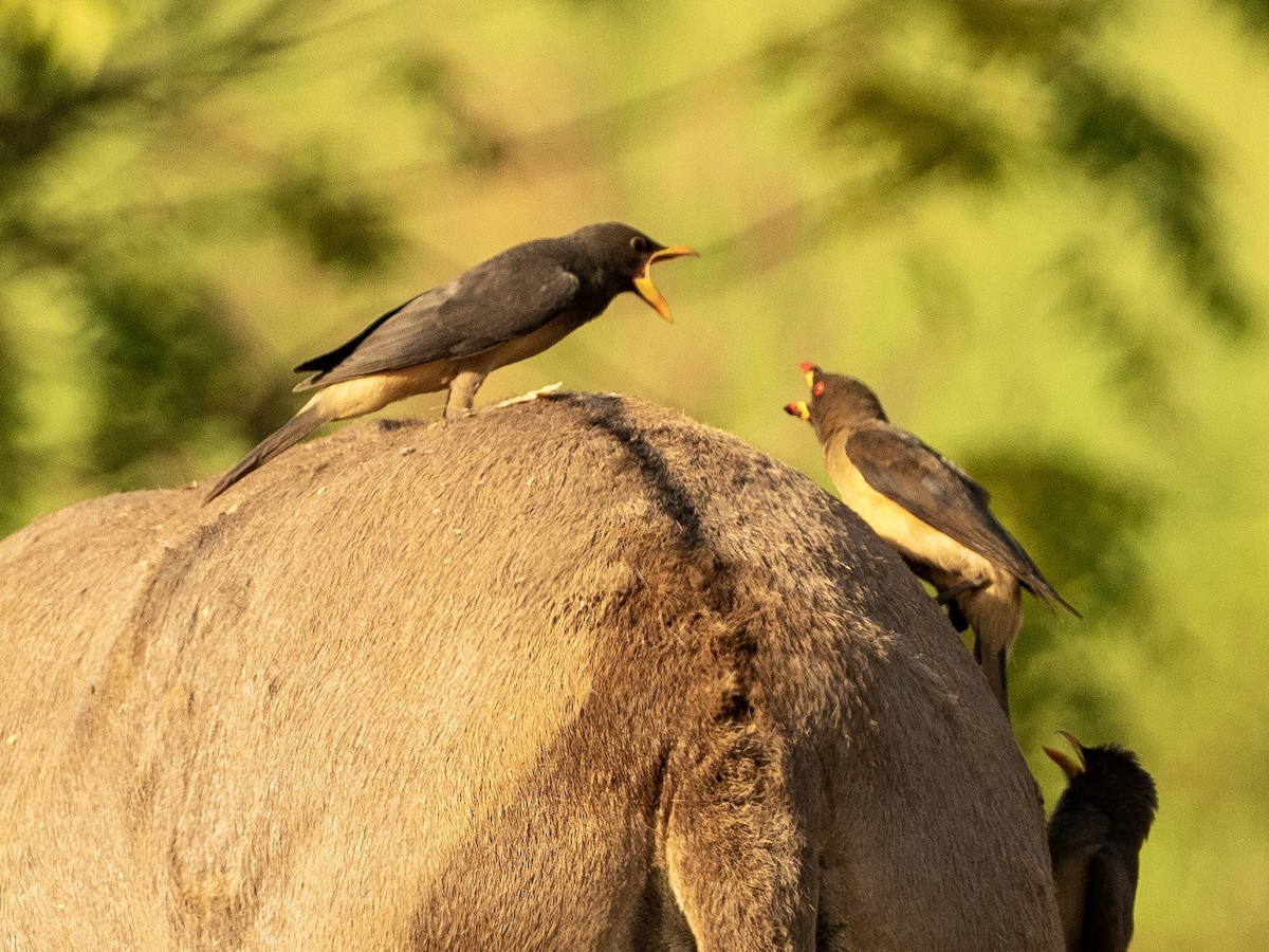 Yellow-billed Oxpecker - John Tebbet