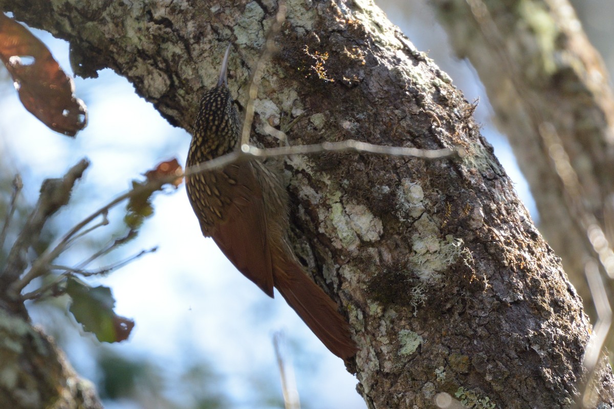 Ivory-billed Woodcreeper - ML212043991