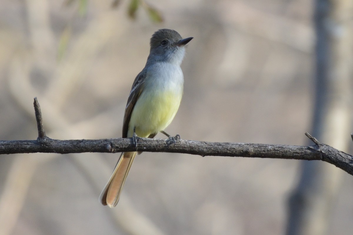 Nutting's Flycatcher - ML212044011