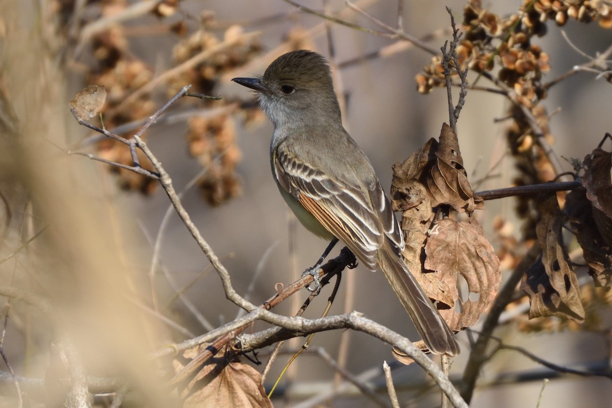 Nutting's Flycatcher - ML212044051