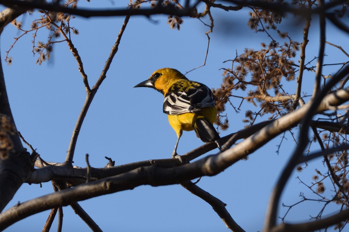 Oriole à dos rayé - ML212044381