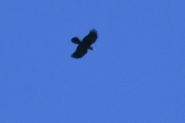 Yellow-billed Chough - ML212044861