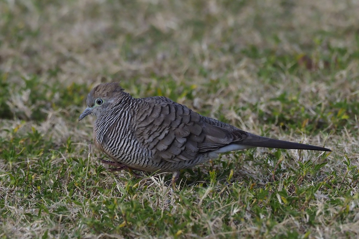 Zebra Dove - ML212044941