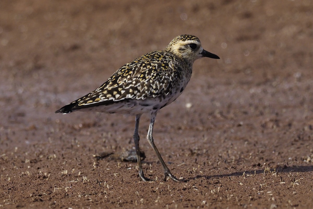 Pacific Golden-Plover - ML212044981