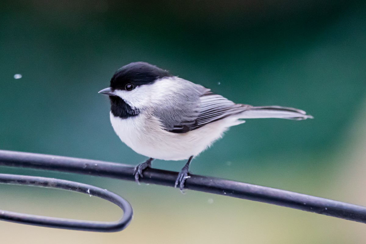 Carolina Chickadee - Matthew Plante