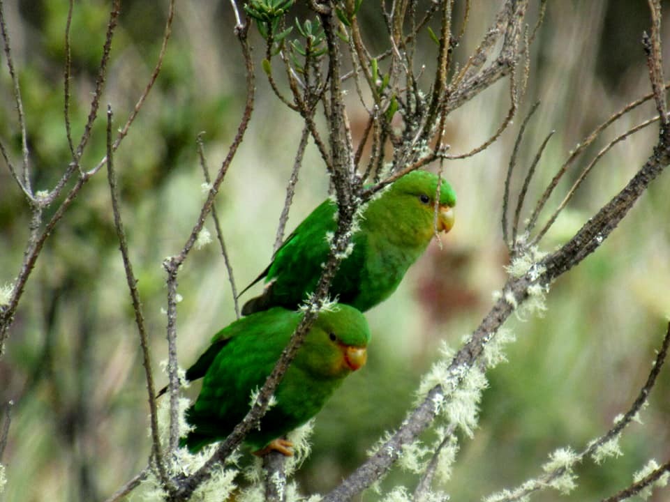 Rufous-fronted Parakeet - Cristian Valencia Gómez