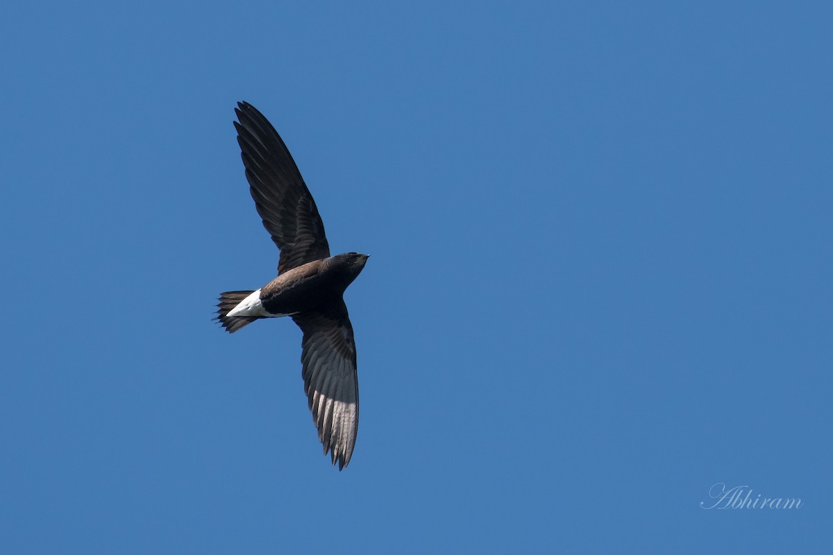 Brown-backed Needletail - Abhiram Sankar